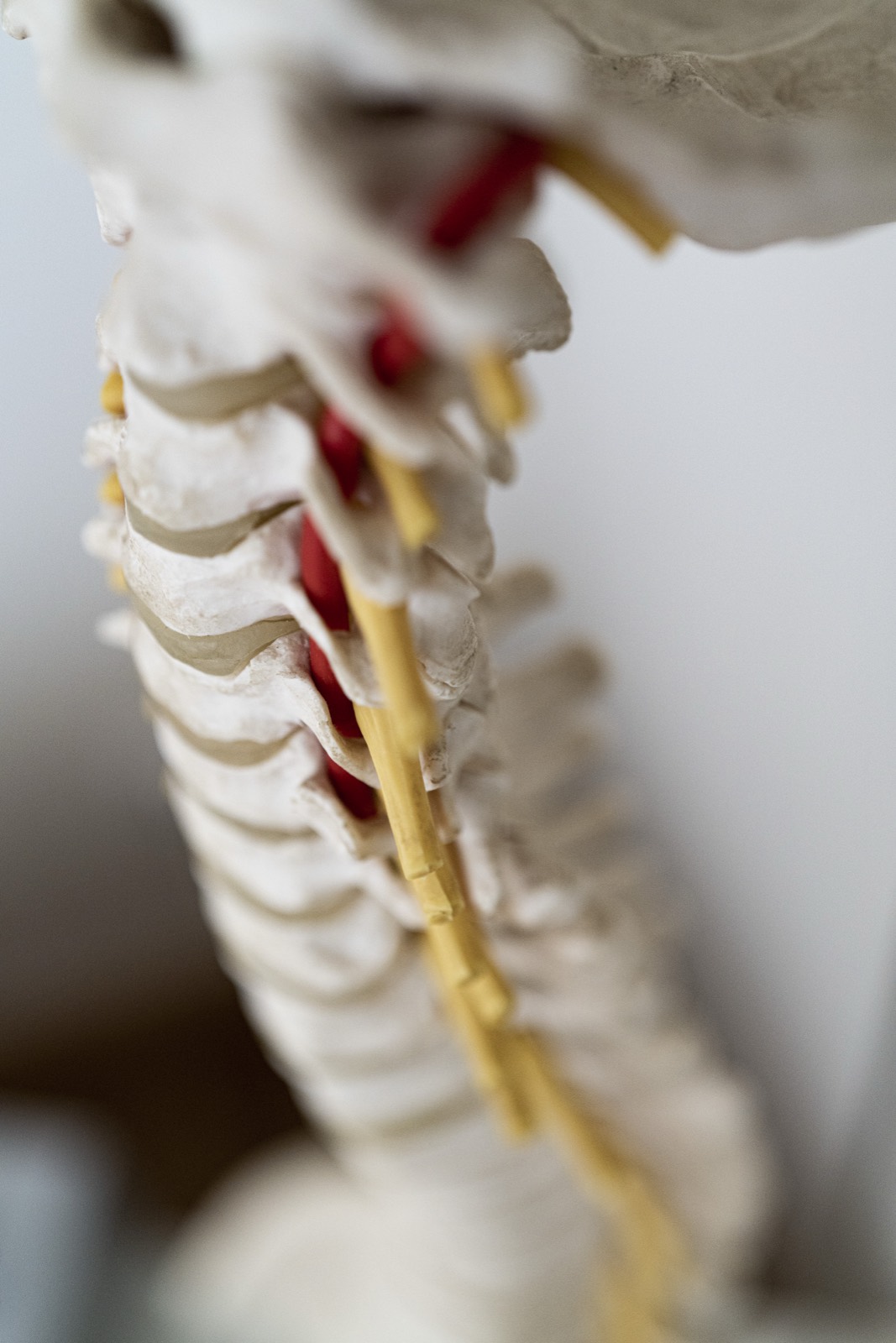 Anatomisches Modell der Wirbelsäule